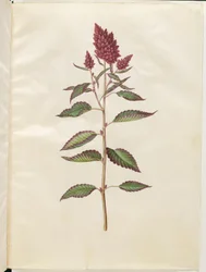 Amaranthus cruentus (amarante rouge)