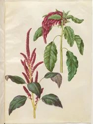 Amaranthus cruentus (amarante rouge); Amaranthus caudatus (amarante queue de renard)