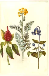 Amaranthus cruentus (amaranthe rouge); Jacobaea maritima (séneçon maritime); Clematis integrifolia (clématite herbacée bleue)