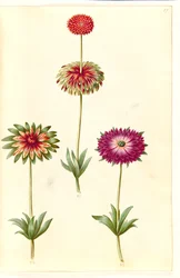 Anémone × fulgens (anémone brillante)
