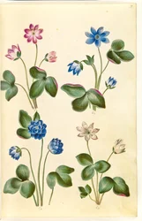 Anémone hépatique (anémone bleue)