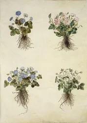 Anémone hépatique (anémone bleue)