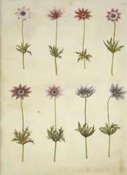 Anemone pavonina (anémone paon)