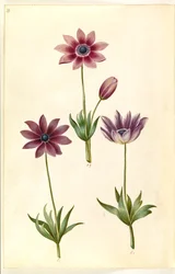 Anemone pavonina (anémone paon)