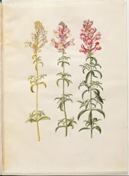 Antirrhinum majus (muflier)