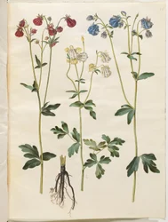Aquilegia vulgaris (ancolie commune)