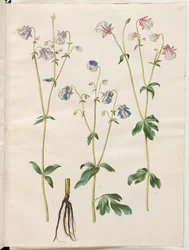 Aquilegia vulgaris (ancolie commune)