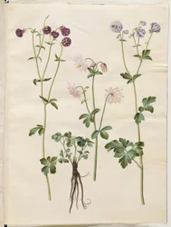 Aquilegia vulgaris (ancolie commune)