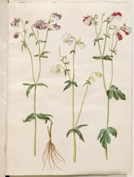 Aquilegia vulgaris (ancolie commune)