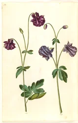 Aquilegia vulgaris (ancolie commune)