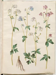 Aquilegia vulgaris (ancolie commune)