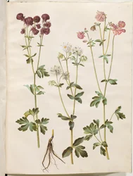 Ancolie commune (Aquilegia vulgaris)