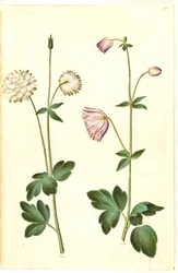 Aquilegia vulgaris (ancolie commune)