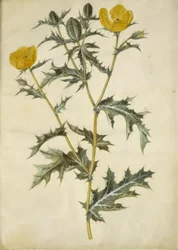 Argemone mexicana (pigvalmue mexicaine)