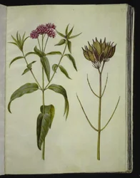 Asclepias incarnata (plante de soie rose)