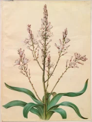 Asphodelus ramosus (asphodèle rameux)