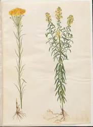 Aster linosyris (aster doré); Linaria vulgaris (linaire commune)