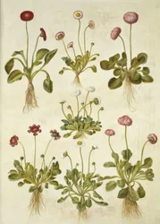Bellis perennis (pâquerette commune)