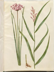 Butomus umbellatus (brudelys); Phragmites australis (roseau commun)