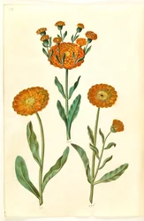 Calendula officinalis (souci des jardins)