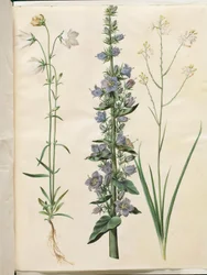 Campanule à feuilles de pêcher (Campanula persicifolia); Campanule pyramidale (Campanula pyramidalis); Anthericum ramifié (Anthericum ramosum)