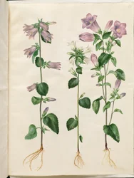 Campanula trachelium (cloche d