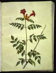 Campsis radicans (trompette commune)