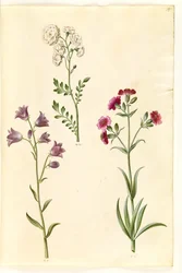 Cardamine pratensis (cresson des prés); Campanula rotundifolia (?) (campanule à feuilles rondes); Silene vulgaris (?) (silène enflé)