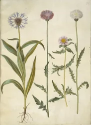 Centaurea montana (bleuet des montagnes); Amberboa moschata (sultan musqué)