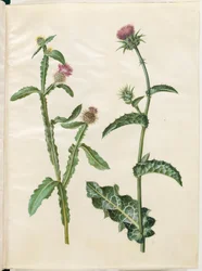 Centaurea seridis; Silybum marianum (chardon-Marie)