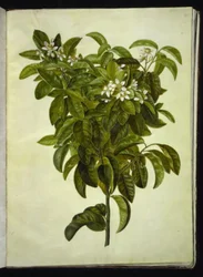 Citrus limon (citron commun)