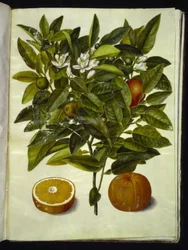 Citrus sinensis (orange)