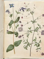 Clematis integrifolia (clématite bleue); Clematis viticella (clématite italienne)