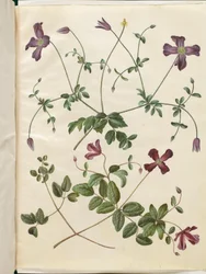Clematis viticella (clématite italienne)