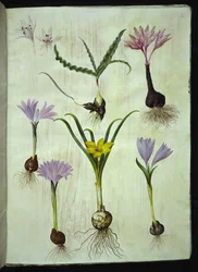 Colchicum variegatum; Bulbocodium vernum; Sternbergia lutea