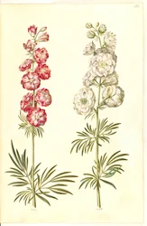 Consolida ajacis (delphinium des jardins)