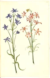 Consolida regalis (pied d
