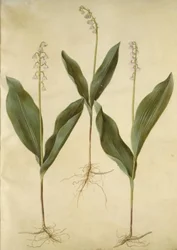 Convallaria majalis (muguet); Convallaria majalis (variété de muguet)