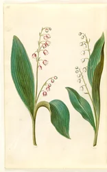 Convallaria majalis rosea (muguet rose); Convallaria majalis (muguet)