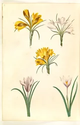 Crocus angustifolius (crocus des Balkans); Crocus versicolor (crocus des Alpes); Crocus vernus (?) (crocus de printemps)
