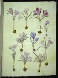 Crocus vernus (crocus de printemps)