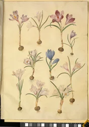 Crocus vernus (crocus sauvage)