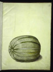 Cucumis melo (melon)