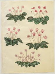 Cyclamen purpurascens ; Cyclamen hederifolium