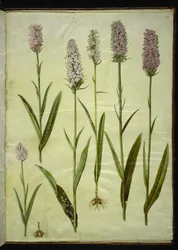 Dactylorhiza maculata (orchis tacheté)