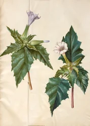 Datura stramonium (datura stramoine)