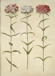 Dianthus barbatus (œillet des poètes)