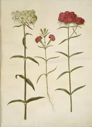 Dianthus barbatus (œillet des poètes); Dianthus (espèce d