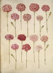Dianthus caryophyllus (œillet)