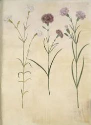 Dianthus plumarius (œillet des fleuristes)